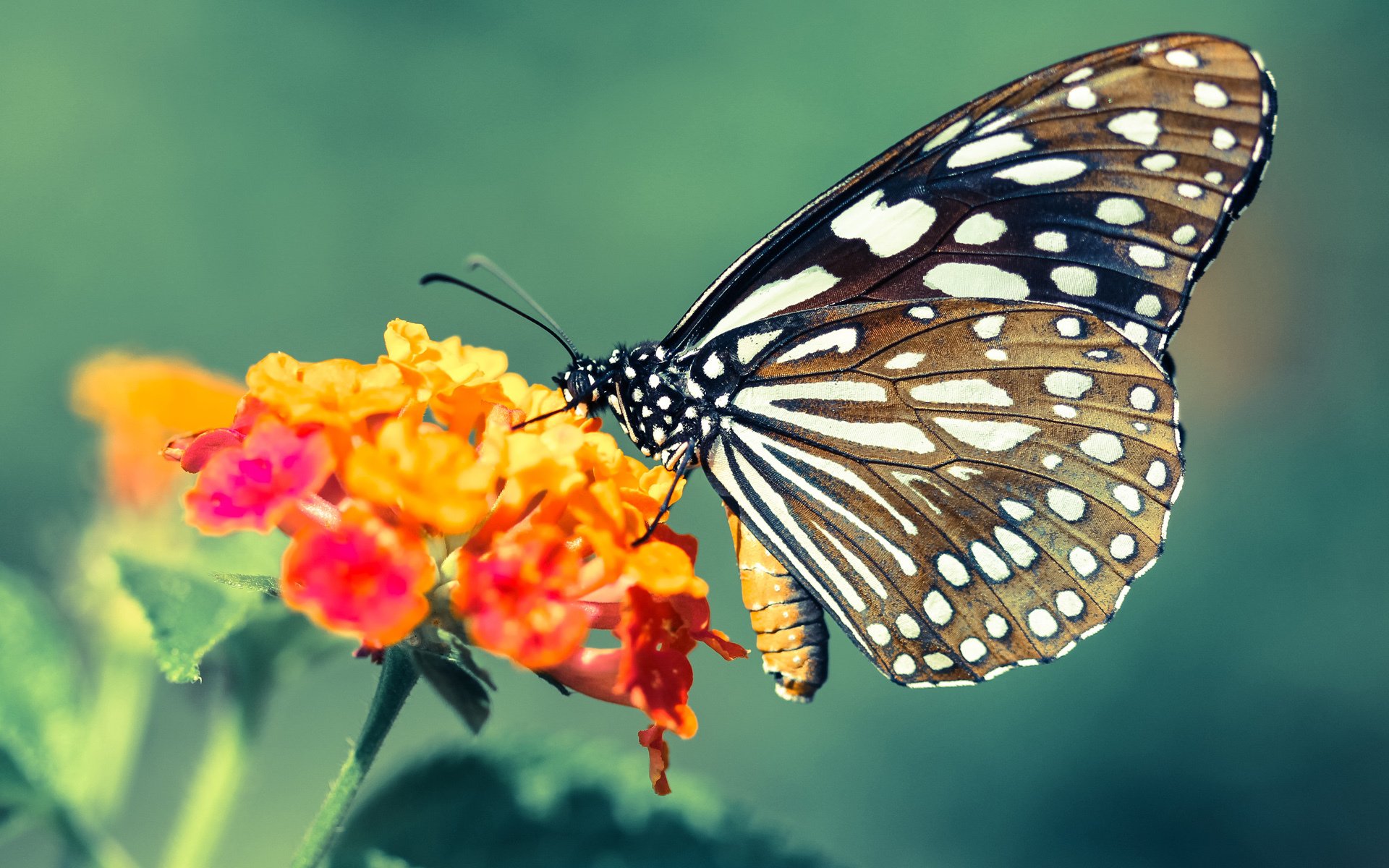 意甲比赛中，表现突出的球员频繁制造奇迹，意甲 球员