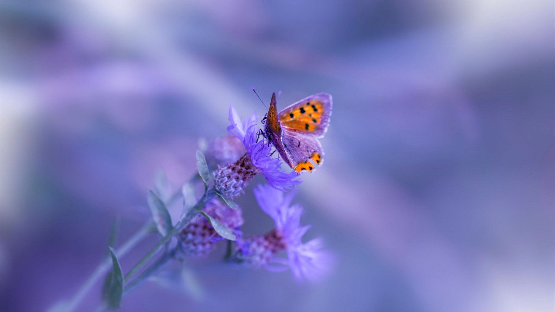 九游电子竞技-_杰伦·布朗制胜一击，助绿军过关_，杰伦布朗有潜力吗