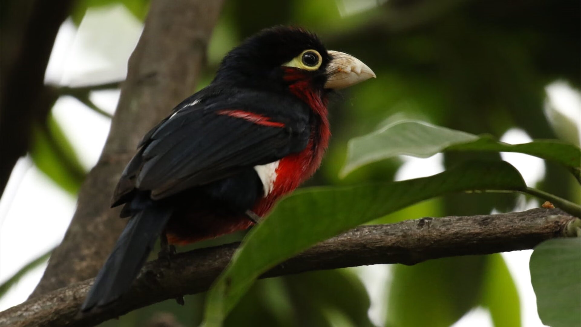 九游体育电竞-_极光之下的穿越赛：挑战自然奇观的速度极限_，极光之桥