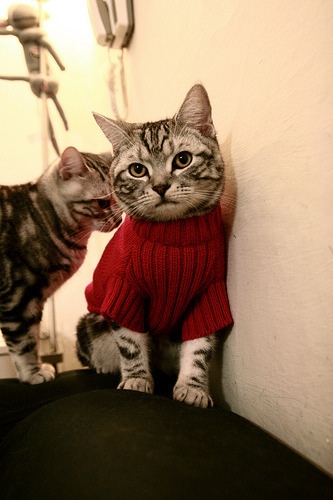 九游体育电竞官网-_森林狼连续获胜，士气爆棚追梦季后赛_，森林狼总决赛