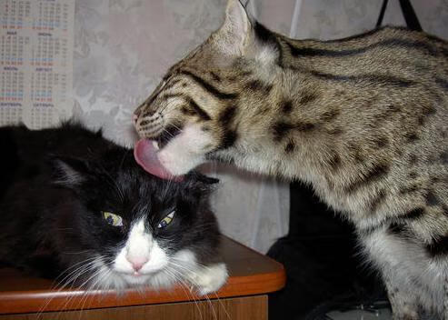 9游电竞资讯-“最后一击定乾坤——全场焦点瞬间，燃爆全场”，最后一击歌词