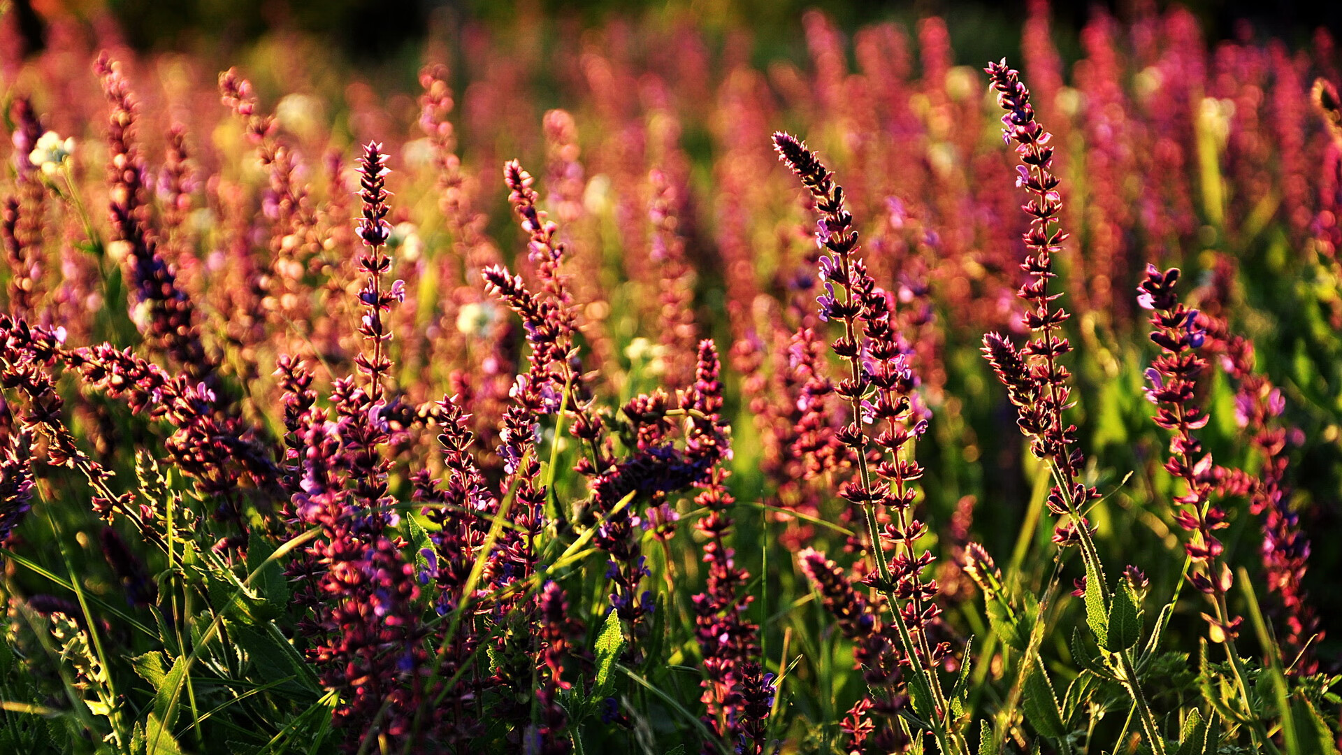 九游电竞中心-史上最“炸裂”灌篮：谁的动作最令人心跳加速？，灌篮动作什么意思